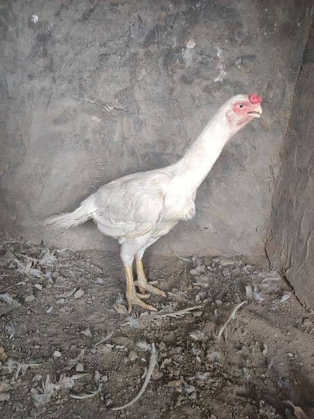 Indian beak parrot female available for sale 2