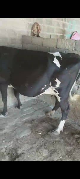 9 month pregnant cow for sale 03349662379 2