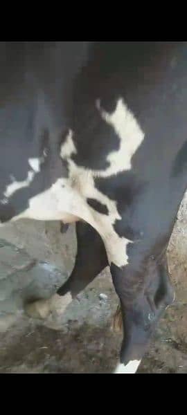9 month pregnant cow for sale 03349662379 3