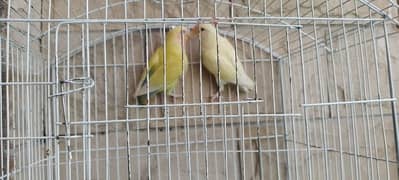 Lovebird Pair(Non Ring)