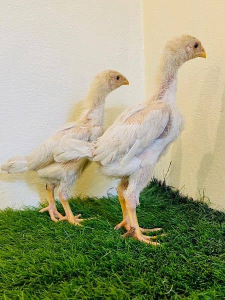 Top quality SHAMO chicks stags and breader 5