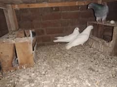 breeder pair for sale. pigeon - kabooter