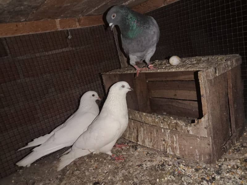 breeder pair for sale. pigeon - kabooter 1