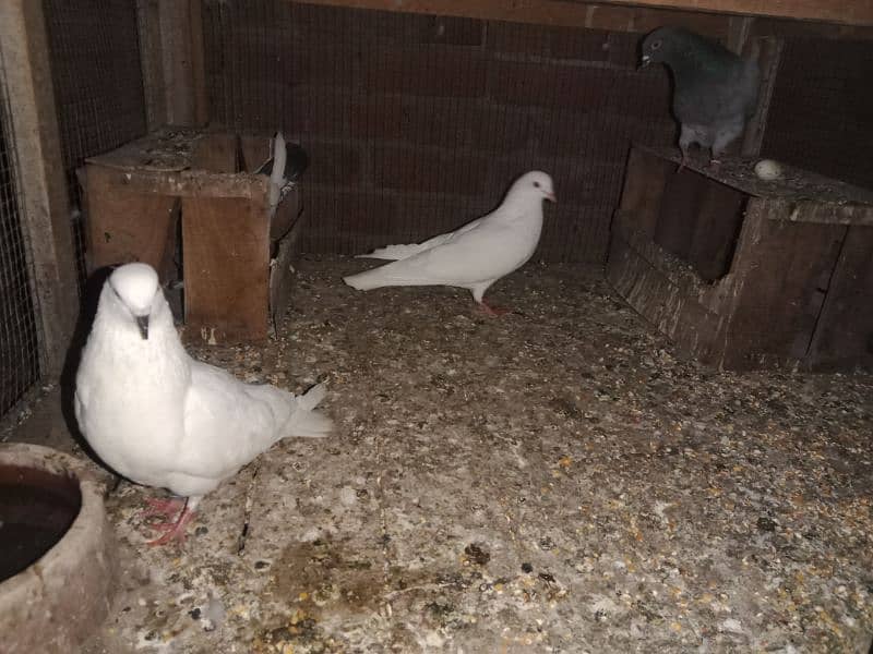 breeder pair for sale. pigeon - kabooter 2