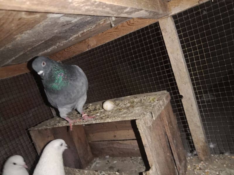 breeder pair for sale. pigeon - kabooter 3
