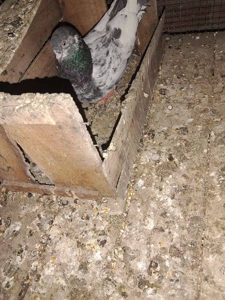 breeder pair for sale. pigeon - kabooter 4