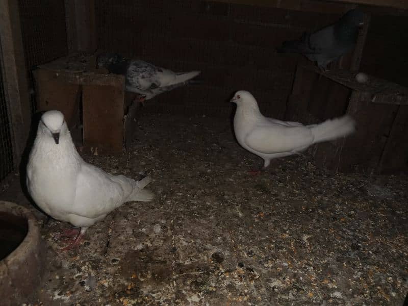 breeder pair for sale. pigeon - kabooter 5