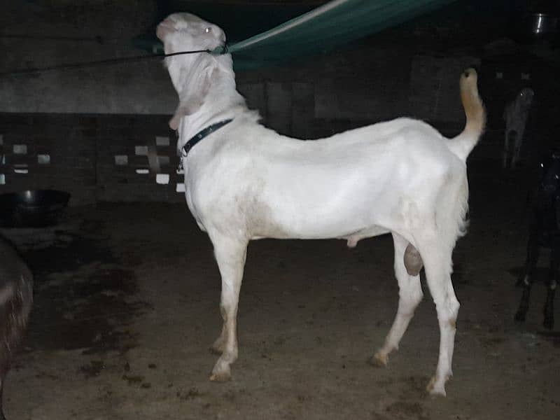 bakra / sheep / chatra / goat for sale 8