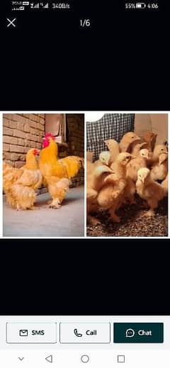 golden buff chicks