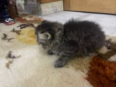 parsion kitten urgent sale