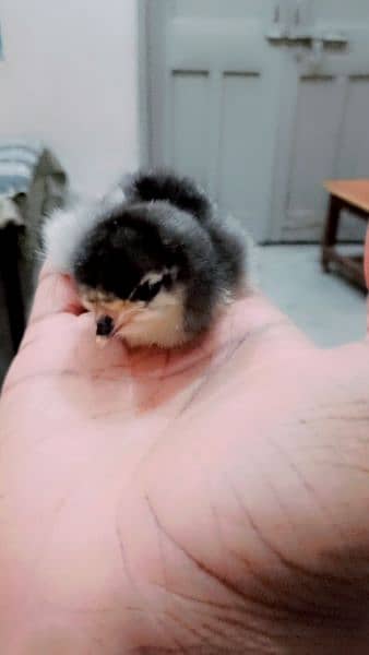 pure Australorp healthy active and vaccinated chicks available 4