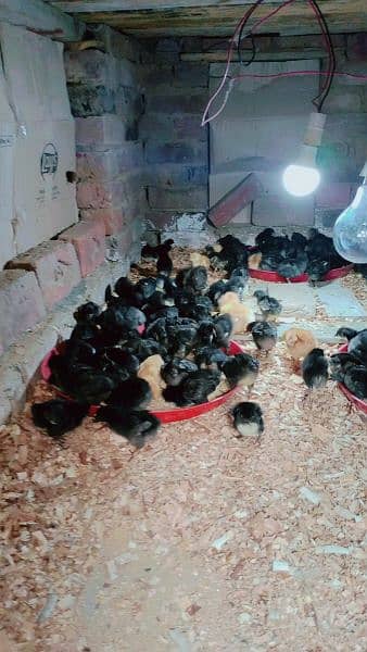 pure Australorp healthy active and vaccinated chicks available 5