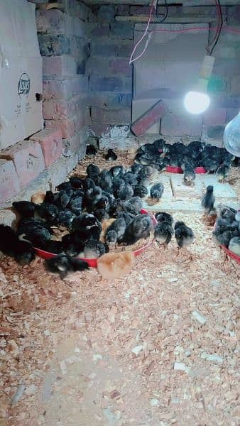 pure Australorp healthy active and vaccinated chicks available 6