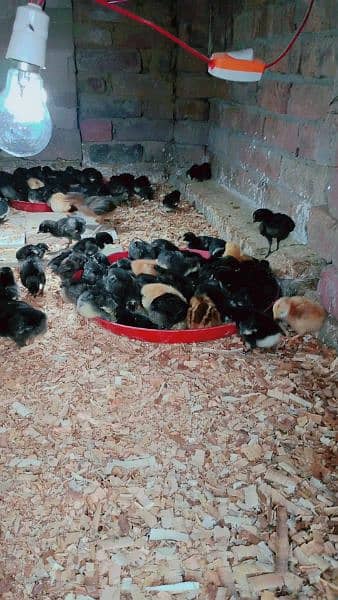 pure Australorp healthy active and vaccinated chicks available 7
