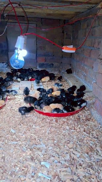 pure Australorp healthy active and vaccinated chicks available 8