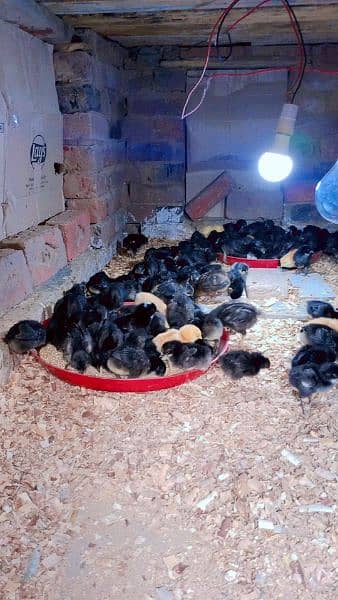 pure Australorp healthy active and vaccinated chicks available 9