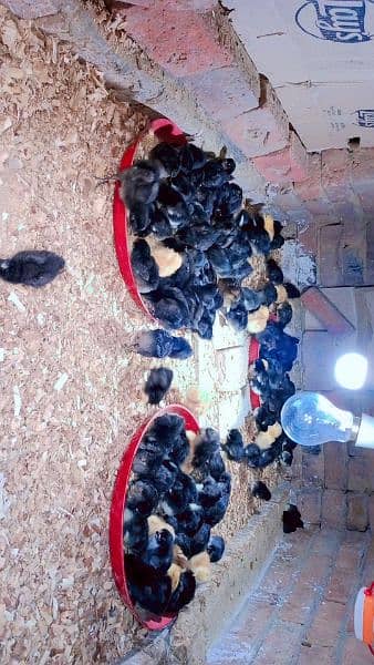 pure Australorp healthy active and vaccinated chicks available 10