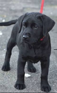 black indian labrador pup