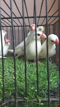 White Java and Silver Java Adult PC's Male Female Confirm 0