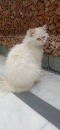Persian cat pair