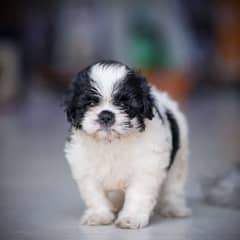 Shihtzu Puppy | Toy Breed Puppy | Pure Breed
