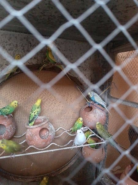 Australiab parrots for sale 2