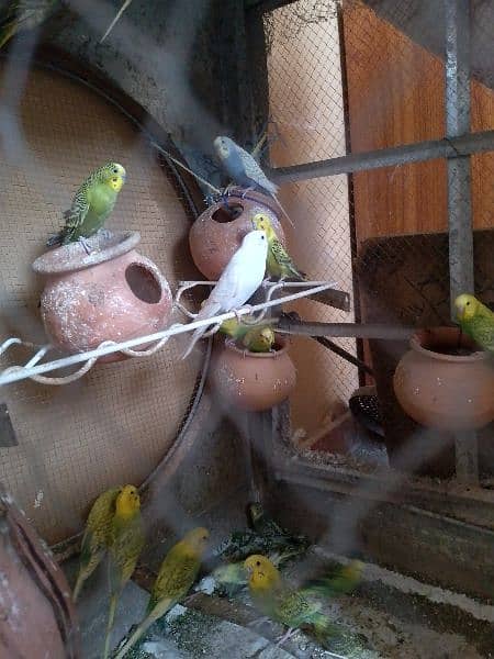 Australiab parrots for sale 4