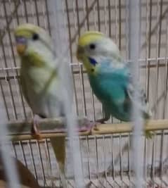 Budgie Pair With 1 Chick 0