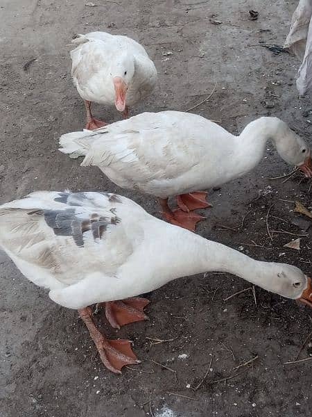 big neck ducks 2