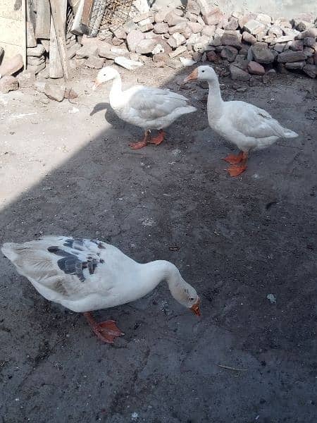 big neck ducks 4