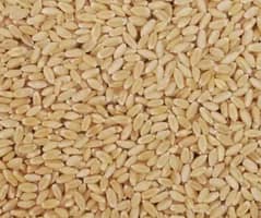 Golden Wheat in Islamabad & Rawalpindi