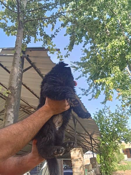Black German shepherd puppies available for sale 4
