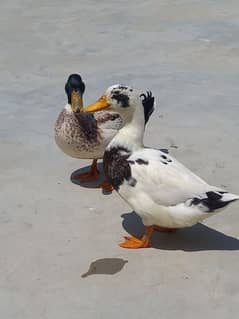 Beautifull Ducks Pair For Sale