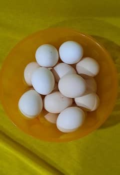 Aseel, Austrolop & Golden Misri Eggs For Sale Sale Sale