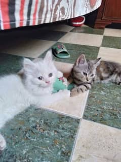 persian male and American shorthair pair r available