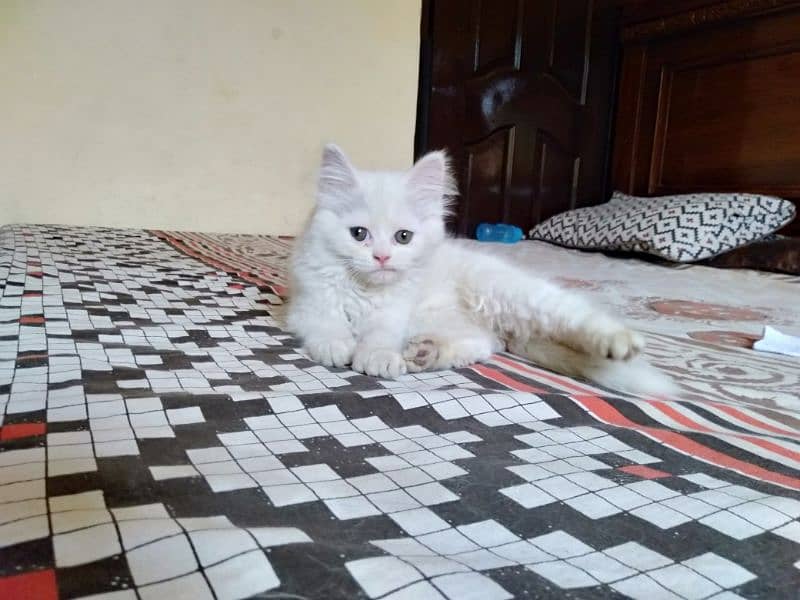persian male and American shorthair pair r available 1
