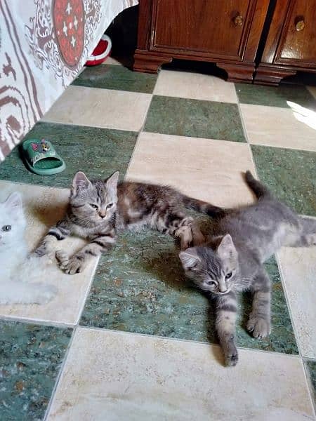 persian male and American shorthair pair r available 2