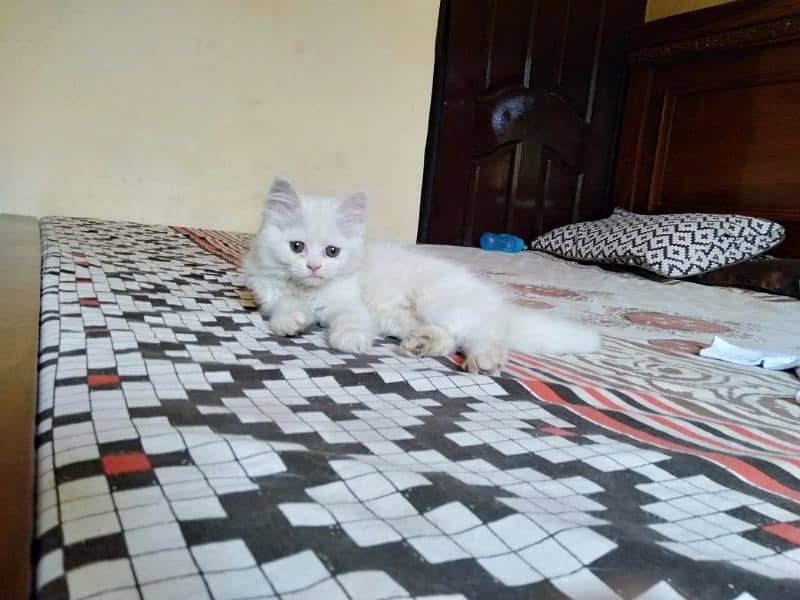 persian male and American shorthair pair r available 3