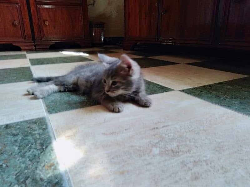 persian male and American shorthair pair r available 4