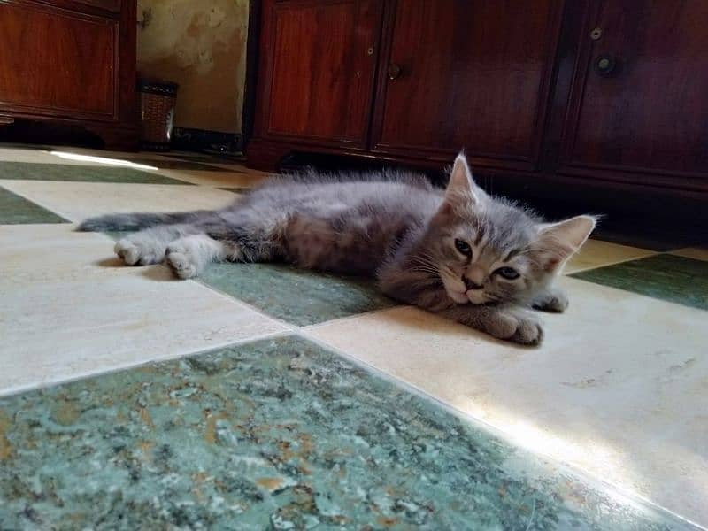 persian male and American shorthair pair r available 5
