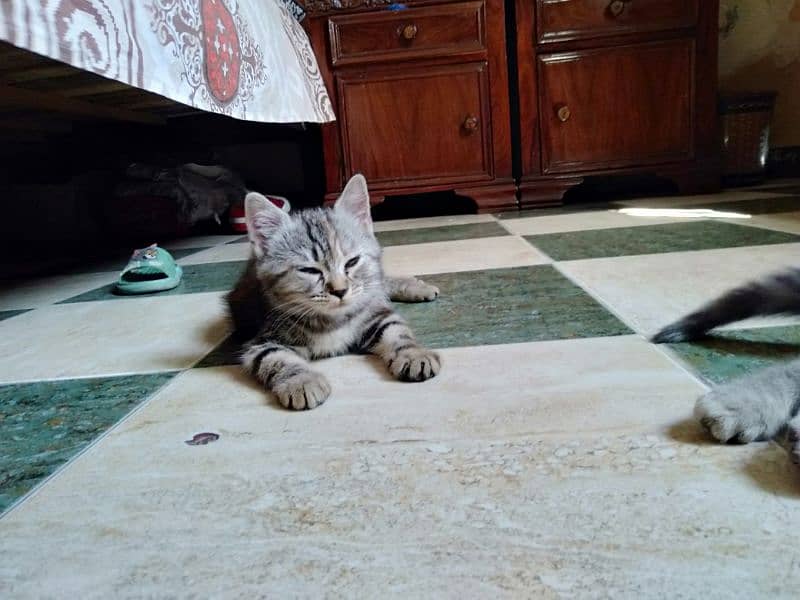 persian male and American shorthair pair r available 6