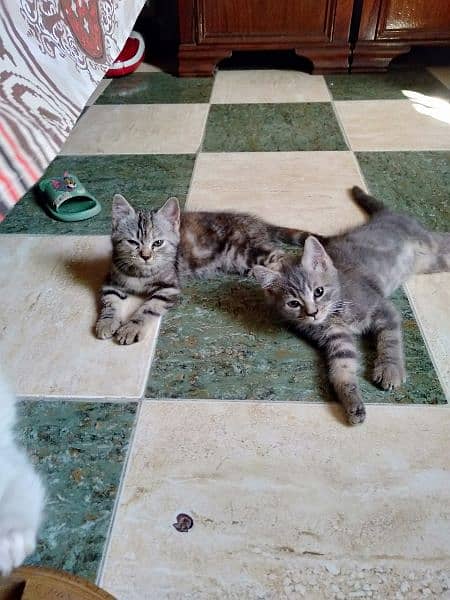 persian male and American shorthair pair r available 8