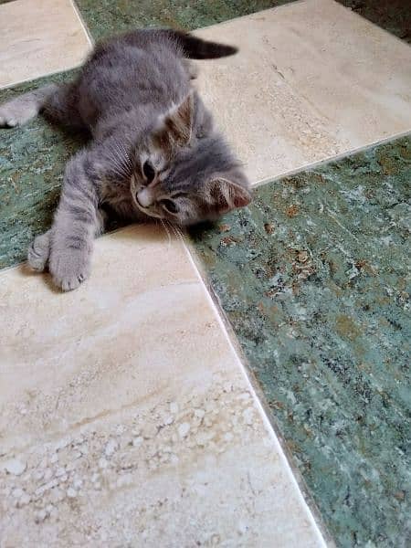 persian male and American shorthair pair r available 9
