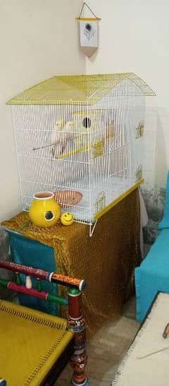 Cocktail Breeder pair with cage And Box