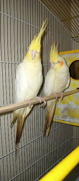 Cocktail Breeder pair with cage And Box 2