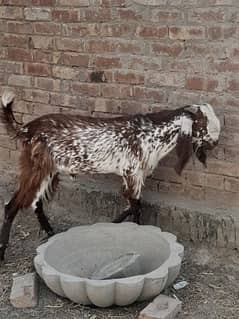 goat  for  a  sale  urgently