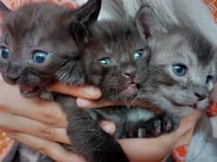 CAT AND BABIES ,  2 white babies blue eyes, 1 gray baby , 2 black baby