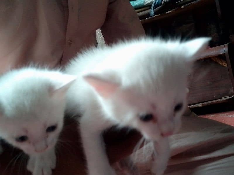 CAT AND BABIES ,  2 white babies blue eyes, 1 gray baby , 2 black baby 2