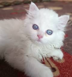 Single Coat Persian Kitten