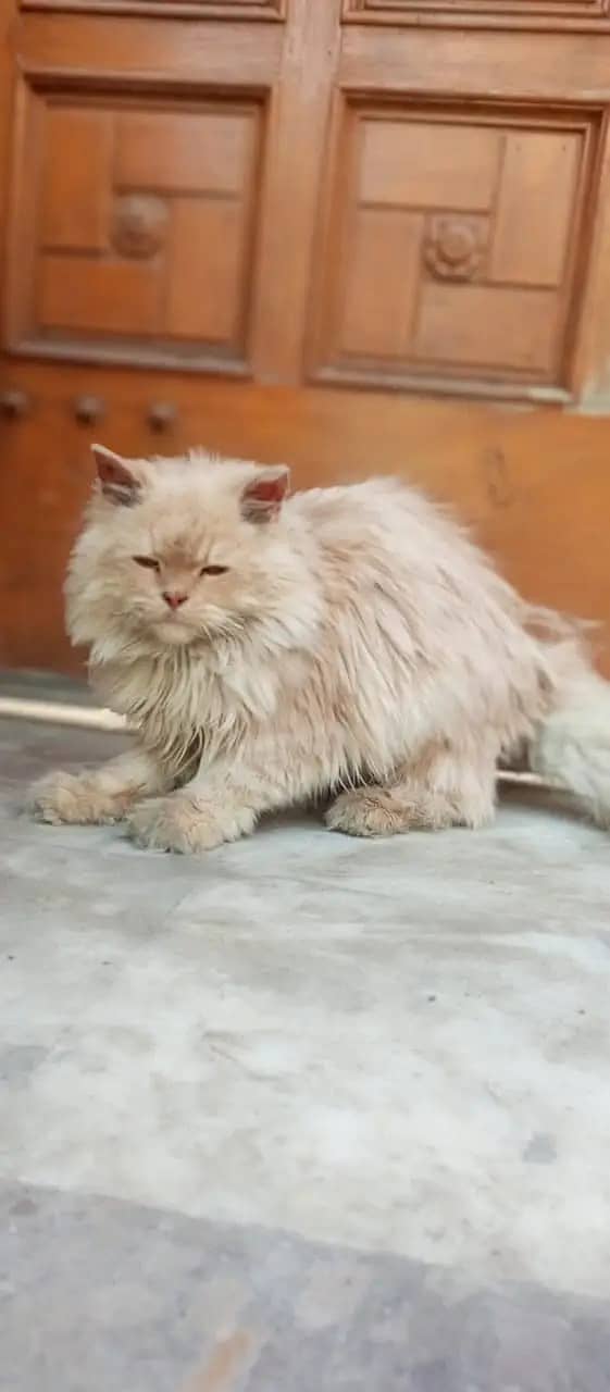 Persian cats / kittens for sale 7